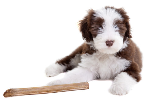 Bearded Collie Puppy