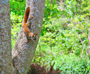 Red Squirrel climbing down a tree.