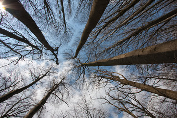 Looking Up ino the trees with Cloudy sky