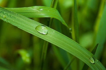 Goutte d'eau sur plante