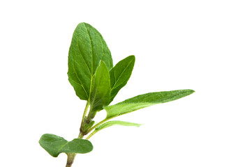 Oregano