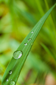 Végétation Après  La Pluie