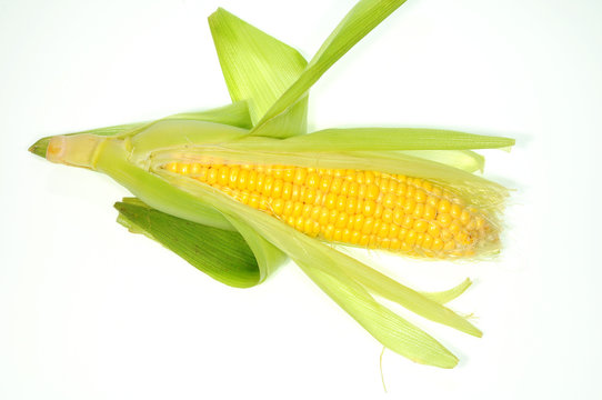 Fresh Sweet Corn Showing The  Cob