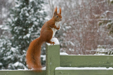 Red squirrel sitting on a green fence while it snows squirrel © JGade