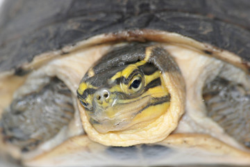 Malayan box turtle