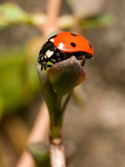 Fototapeta premium Ladybug