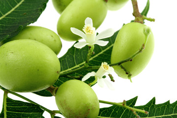 fruits azadirachta indica, lilas des Indes, neem sur fond blanc