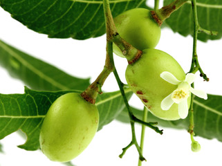 lilas des Indes, neem, plante médicinale, fruits fleur feuilles