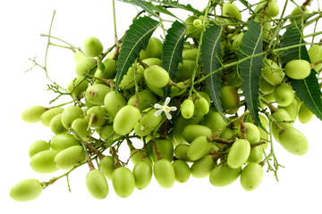 neem, lilas des Indes : grappes de fruits, fond blanc