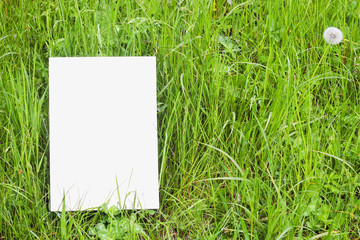 Blank paper card in green grass with a dandelion blowball