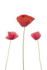 Fototapeta premium Three poppies