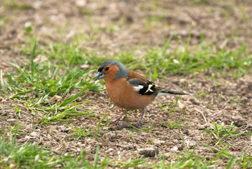 chaffinch with seeds in his beak