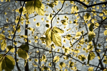 leaves at a branch of the tree