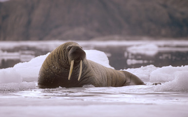Walrus