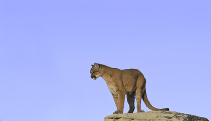 Cougar