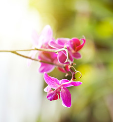 Branch of magenta tropical orchid