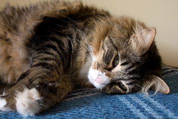 Fototapeta na wymiar Norwegian Kitty Resting