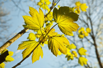 leaves at a branch of the tree