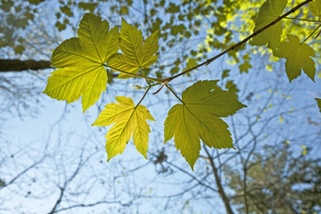 leaves at a branch of the tree