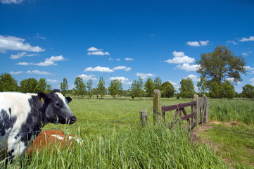 Cows grazing in meadow