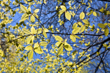 leaves at a branch of the tree