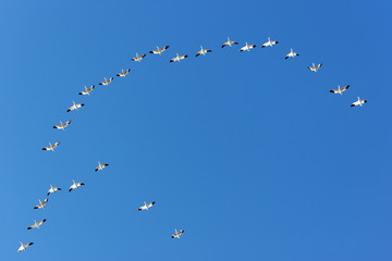 oiseau
