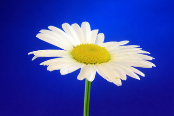 leucanthemum flower yellow single white head macro