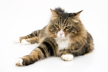 Norwegian Cat With Bored Expression Isolated On White Background