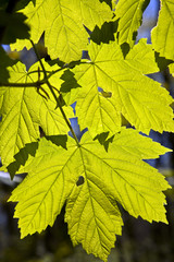 leaves at a branch of the tree