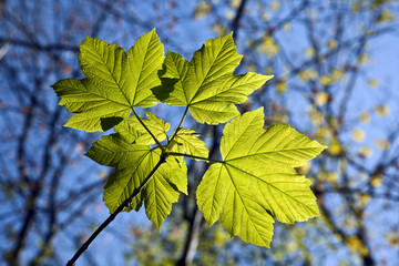leaves at a branch of the tree