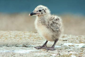 Yellow-legged Gull (Larus michahellis) chick on the rock