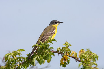 Yellow Wagtail ( Motacilla flava ) female