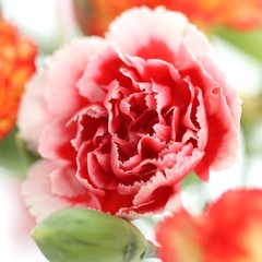 pink carnation