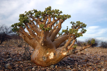 Wüstenpflanze - Namibia