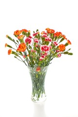 carnations
