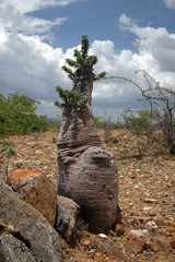 Wüstenpflanze Kaokeland Namibia