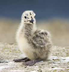 Yellow-legged Gull (Larus michahellis) chick on the rock © Floriana