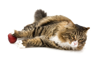 Norwegian Cat Posing