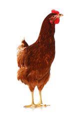 One live hen on the white