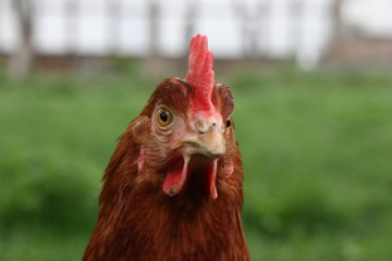Huhn auf der grünen Wiese