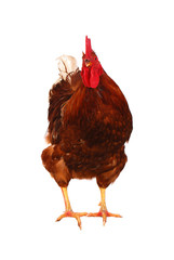 One live rooster on the white