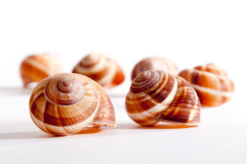 Weinbergschneckenhäuser