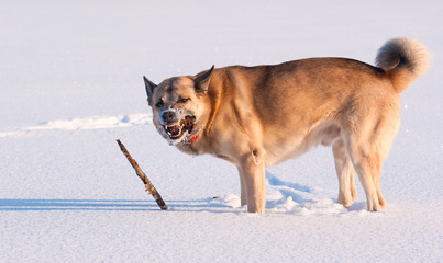 West Siberian Laika (Husky) playing with stick