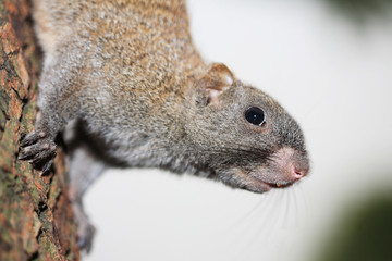 Little cute squirrel on tree branch .