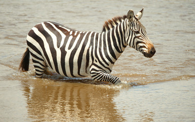 Fototapeta na wymiar Single zebra (African Equids)