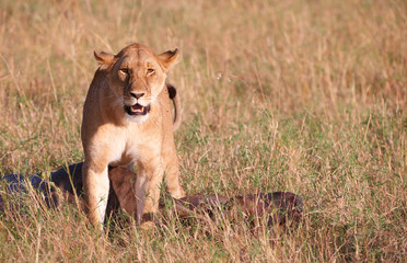 Fototapeta na wymiar Single female Lion (panthera leo) in savannah