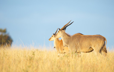 Naklejka na ściany i meble Two Eland (Taurotragus oryx)
