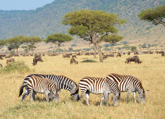 Obraz premium Herd of zebras (African Equids) and Blue Wildebeest (Connochaete