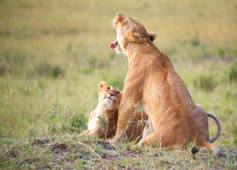 Lion cub (panthera leo) close-up