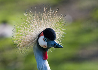 Grey Crowned Crane portrait